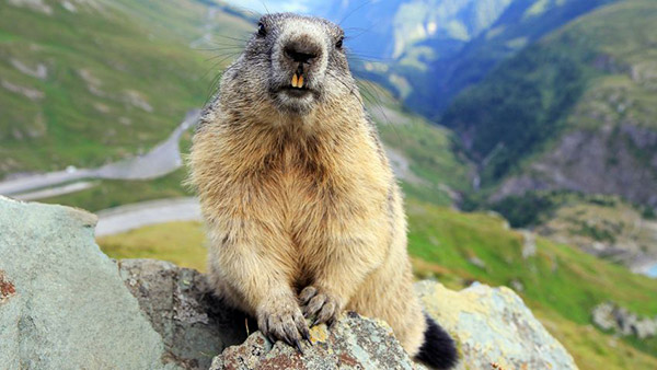marmota-fauna-camping