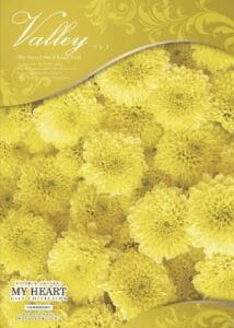 菊、DSクーポン、シルバーサポーター会員以上限定品、カタログギフト 5,280円相当・100%DSCP/ONE、DSクーポン。