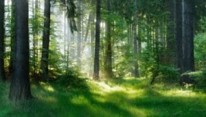緑豊かな森の高い木漏れ日が緑の草や葉を照らし、緑からの自然なリラックス効果の香りが空気中に広がります。