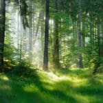 Olio aromatico naturale "Phytoncide Liquid"