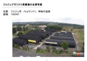 An aerial view of 1,000 square meters of black-roofed buildings in the agricultural area of Jeju City. This picturesque landscape encapsulates the serene essence of Jeju, where tradition meets natural beauty.